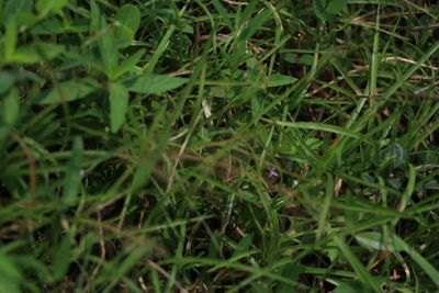 High angle view of grass growing on field