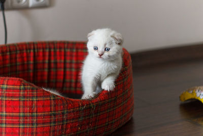 Kitten sitting on pet bed at home