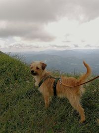 View of dog on field against sky