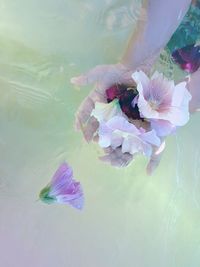 Close-up of pink flower floating on water