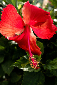 Close-up of red hibiscus blooming outdoors