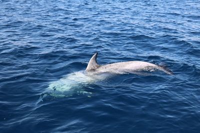 Dolphins in sea