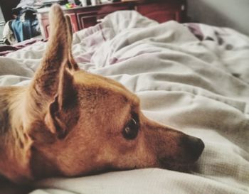 Close-up of dog relaxing on bed at home