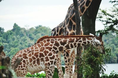 Giraffes standing by trees in forest