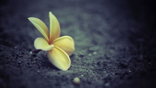 Close-up of yellow flower