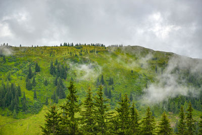 Scenic view of pine trees against sky