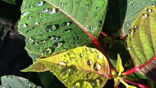 Close-up of leaves