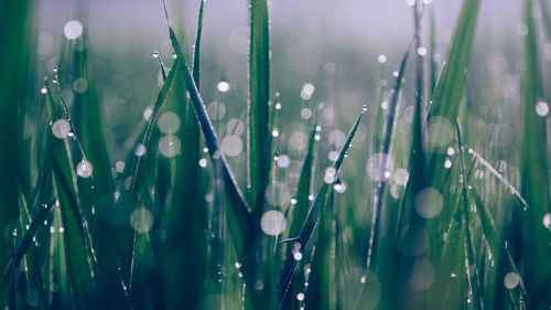 Close-up of wet grass during rainy season