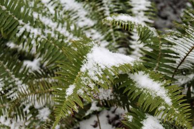 Close-up of pine tree during winter