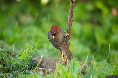 Close-up of a bird perching on grass