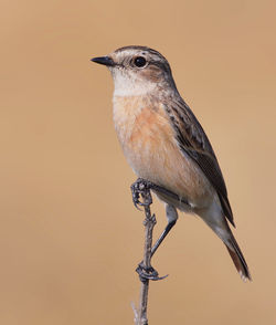 Close-up of bird perching