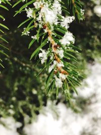 Close-up of snow on plant