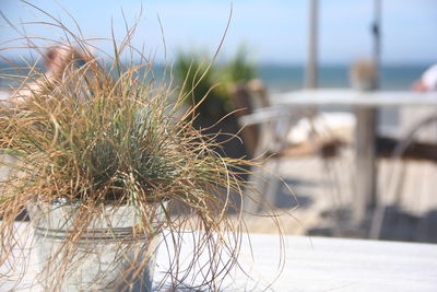 Close-up of succulent plant on beach terace against sky