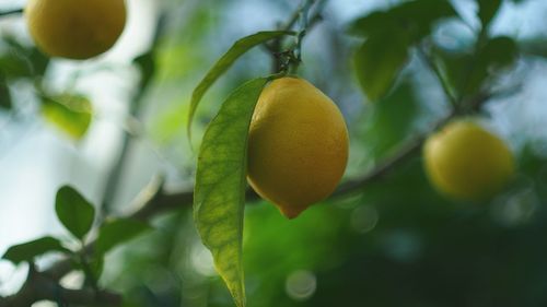 Close-up of lemons growing in tree