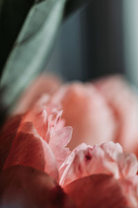 Close-up of rose plant