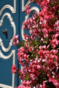 Close-up of pink flowering plant