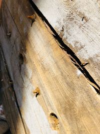 Low angle view of insect on wood