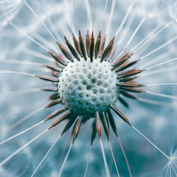 Close-up of flower