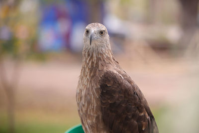 Close-up portrait of eagle