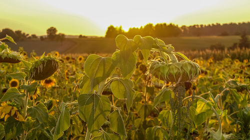 Close-up of sunflower field against sky