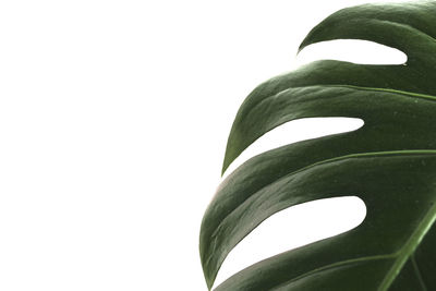 Close-up of plant against clear sky