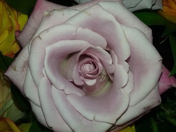 Close-up of rose