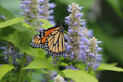 Close-up of butterfly on flower