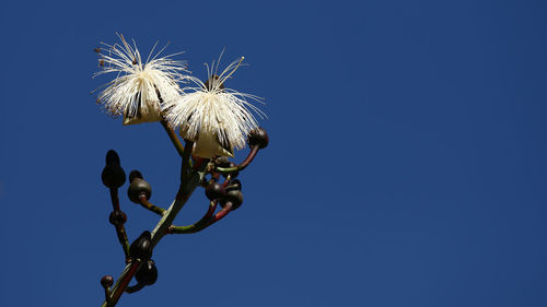 Low angle view of flowering plant against clear blue sky