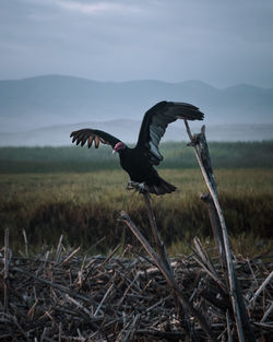 Bird perching on twig