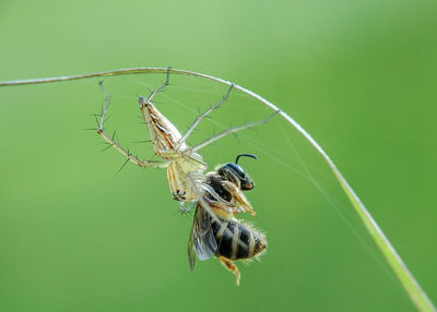 Close-up of butterfly on leaf