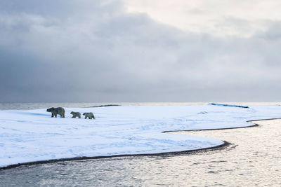 View of sheep on snow covered land