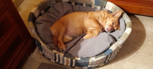 High angle view of dog sleeping