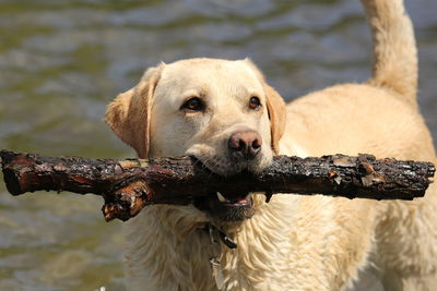 Close-up portrait of dog with reflection in water