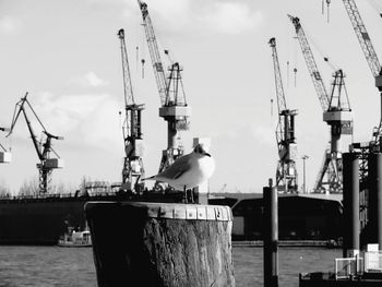 Seagull perching on wooden post at harbor against sky