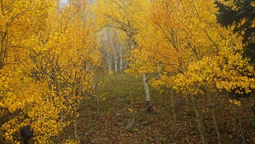 Trees in forest during autumn