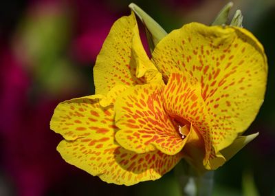 Close-up of yellow flower blooming outdoors