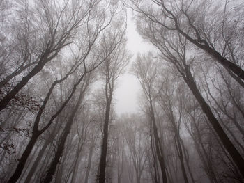 Low angle view of trees in forest against sky