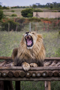 Lion roaring while sitting on floorboard