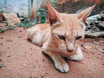 Close-up of a cat looking away