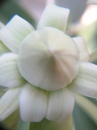 Close-up of flower