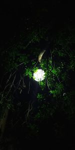 Trees on field at night