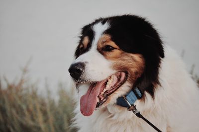 Close-up of dog looking away