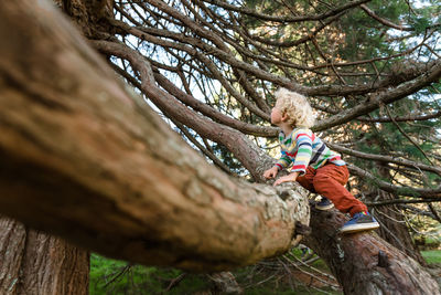 Low angle view of boy on tree trunk
