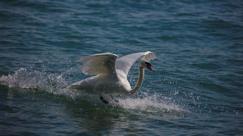 View of swan swimming in sea