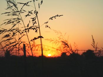 Silhouette of trees at sunset