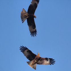 Low angle view of eagle flying against clear blue sky