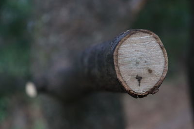 Close-up of rusty metal on wood