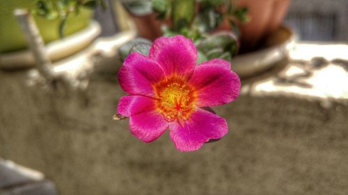 Close-up of pink flower