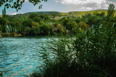 Scenic view of lake by trees against sky