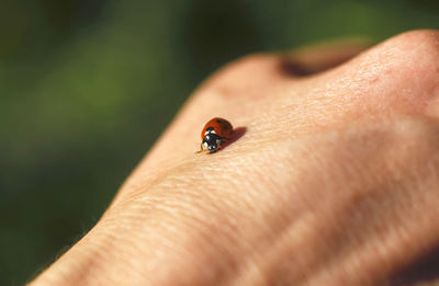 Close-up of ladybug on finger
